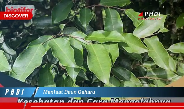 manfaat daun gaharu