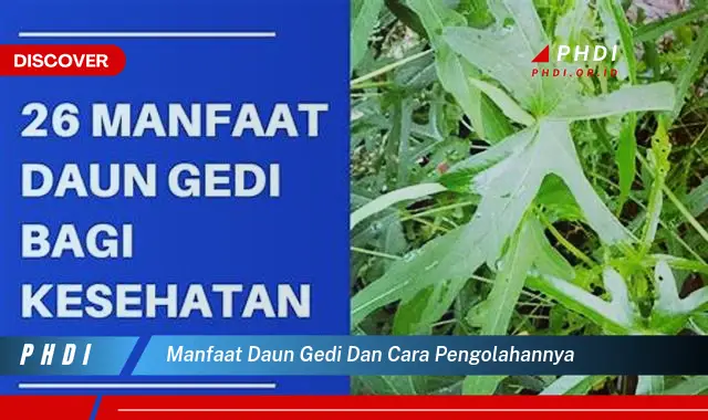 manfaat daun gedi dan cara pengolahannya