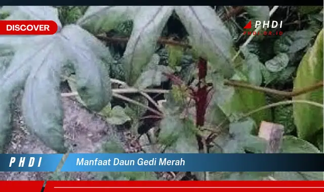 manfaat daun gedi merah