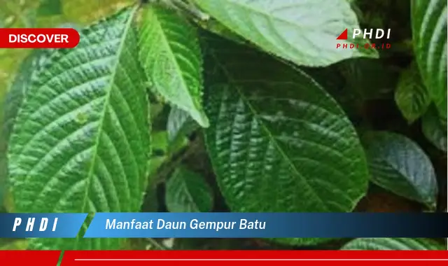 manfaat daun gempur batu