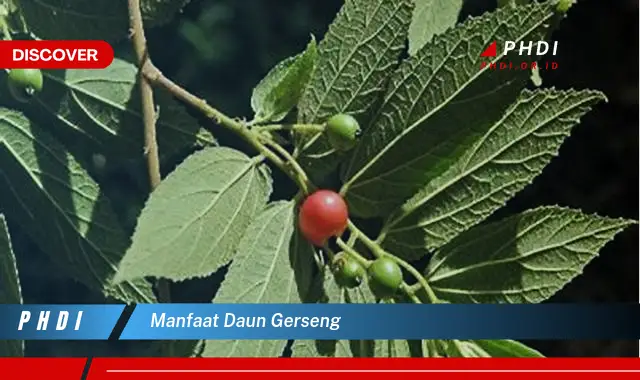 manfaat daun gerseng