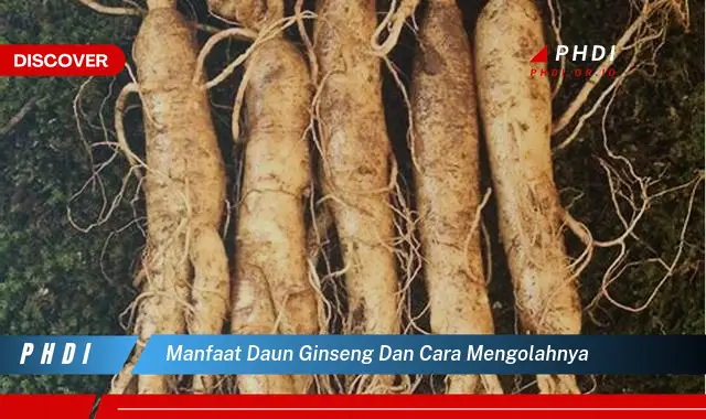 manfaat daun ginseng dan cara mengolahnya