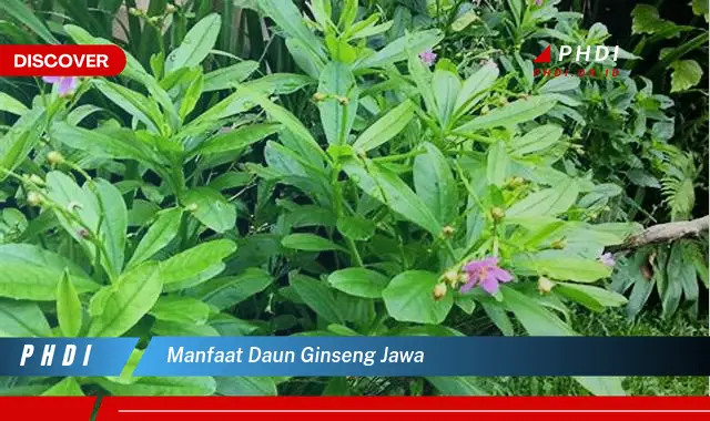 manfaat daun ginseng jawa