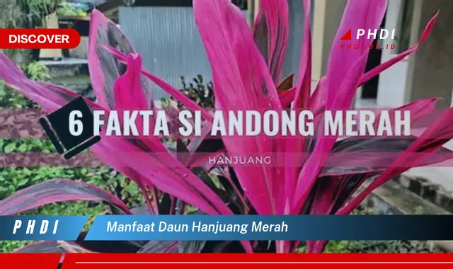 manfaat daun hanjuang merah