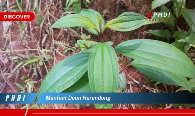 manfaat daun harendong