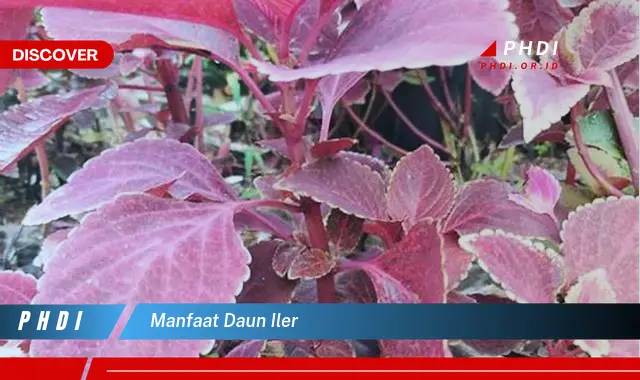 manfaat daun iler