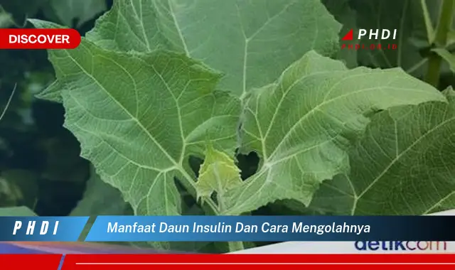 manfaat daun insulin dan cara mengolahnya