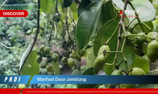 manfaat daun jamblang