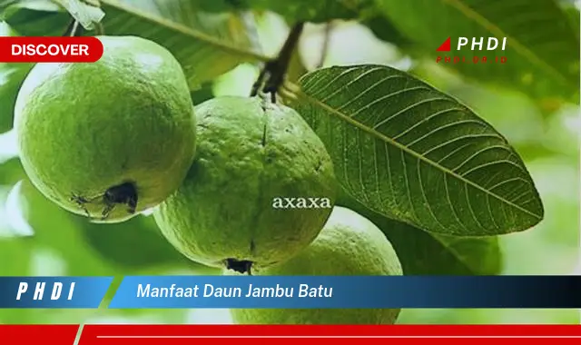 manfaat daun jambu batu