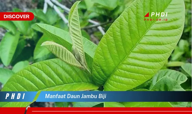 manfaat daun jambu biji