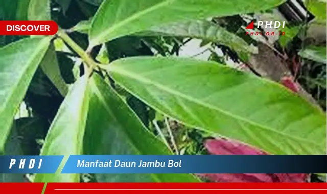 manfaat daun jambu bol