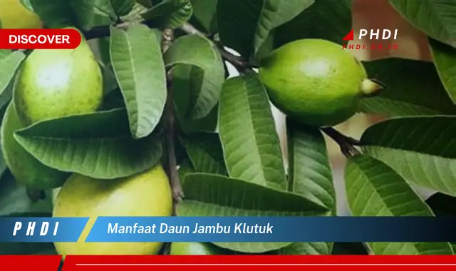 manfaat daun jambu klutuk