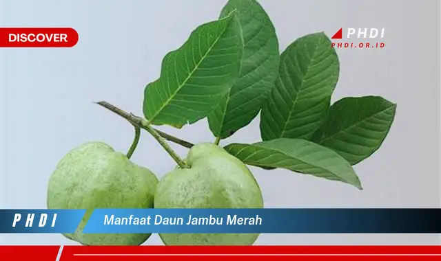 manfaat daun jambu merah