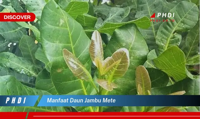 manfaat daun jambu mete