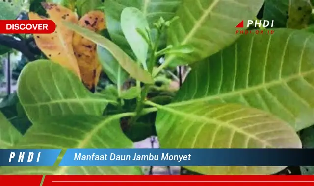 manfaat daun jambu monyet