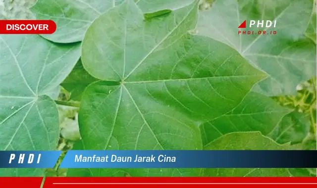 manfaat daun jarak cina