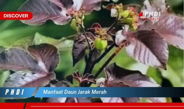 manfaat daun jarak merah