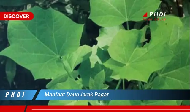 manfaat daun jarak pagar