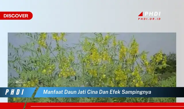 manfaat daun jati cina dan efek sampingnya