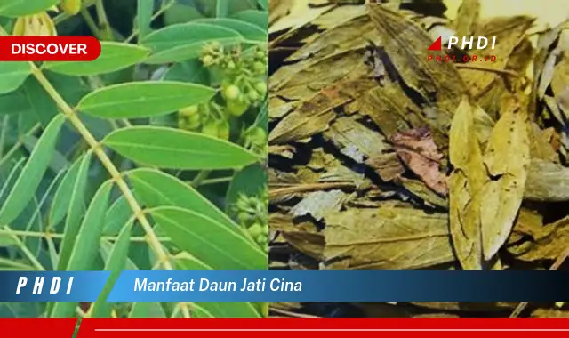 manfaat daun jati cina