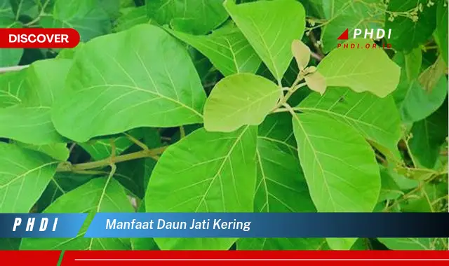 manfaat daun jati kering