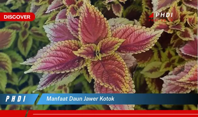 manfaat daun jawer kotok