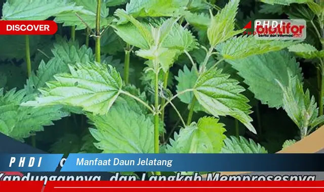 manfaat daun jelatang