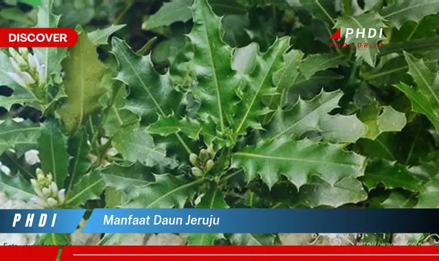 manfaat daun jeruju