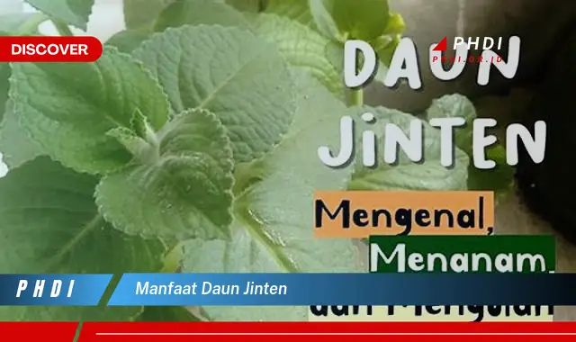 manfaat daun jinten