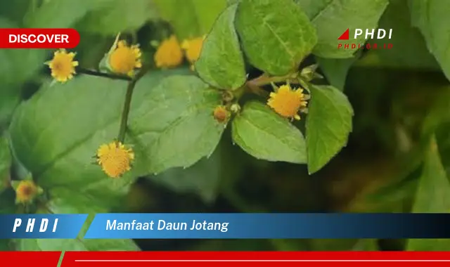 manfaat daun jotang