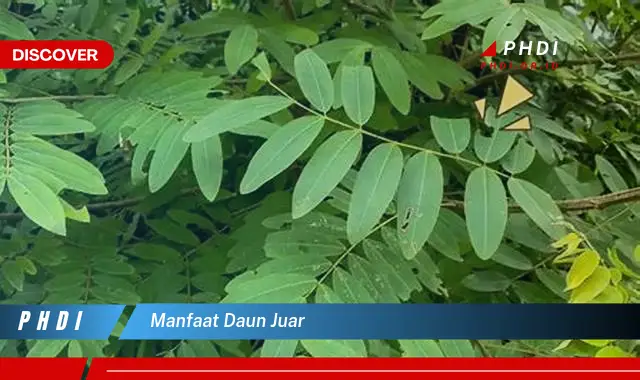 manfaat daun juar