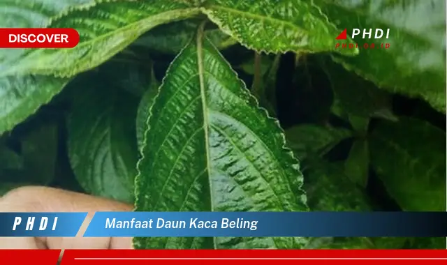 manfaat daun kaca beling