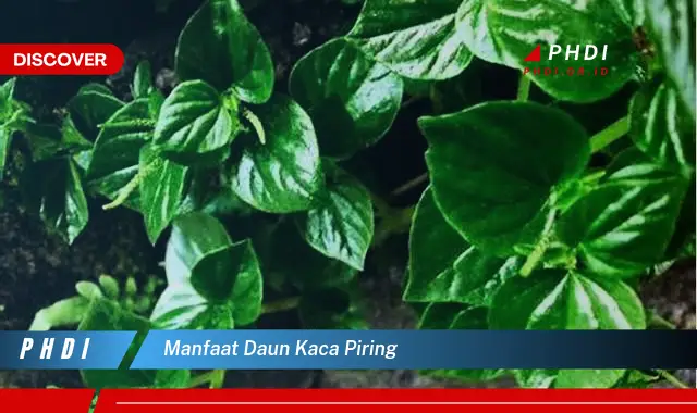 manfaat daun kaca piring