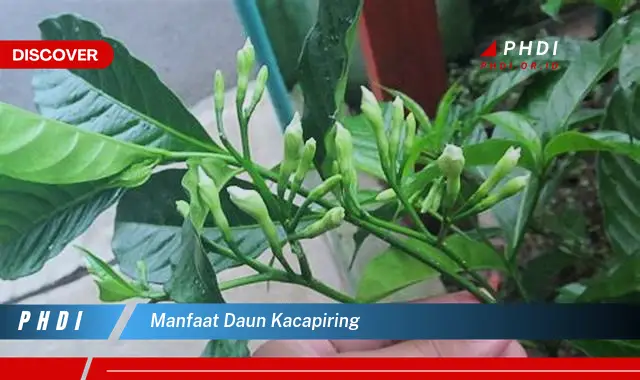 manfaat daun kacapiring