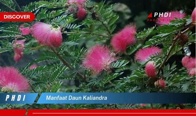 manfaat daun kaliandra