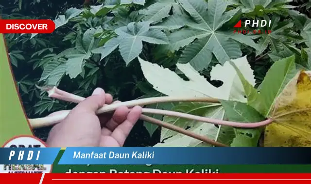 manfaat daun kaliki