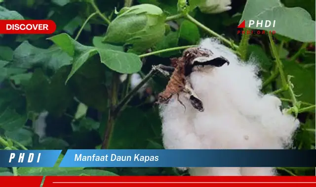 manfaat daun kapas