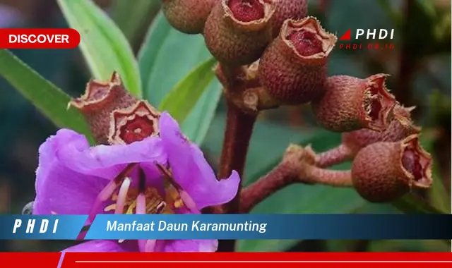 manfaat daun karamunting