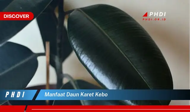 manfaat daun karet kebo