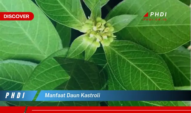 manfaat daun kastroli