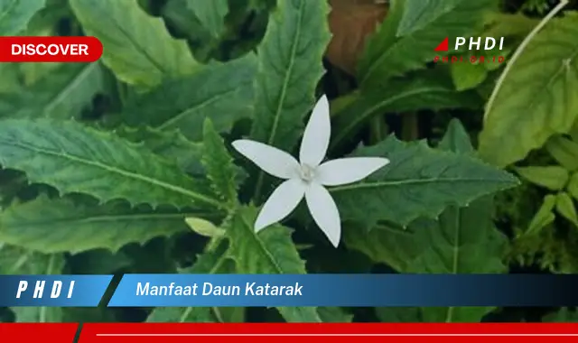 manfaat daun katarak