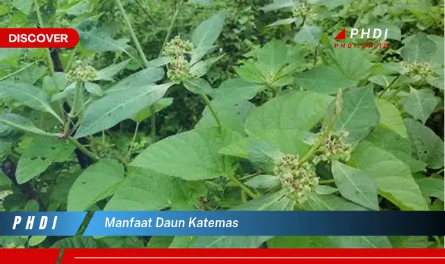 manfaat daun katemas