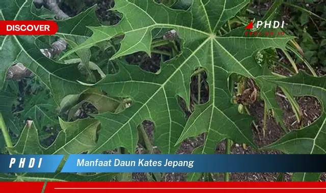 manfaat daun kates jepang