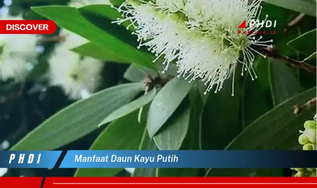 manfaat daun kayu putih