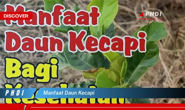 manfaat daun kecapi