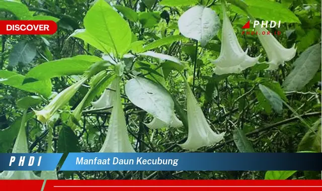 manfaat daun kecubung