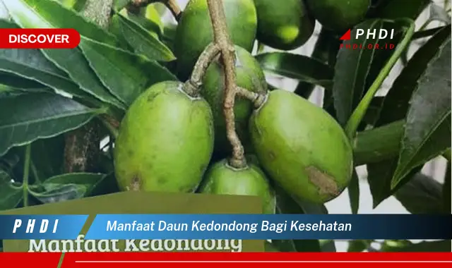 manfaat daun kedondong bagi kesehatan