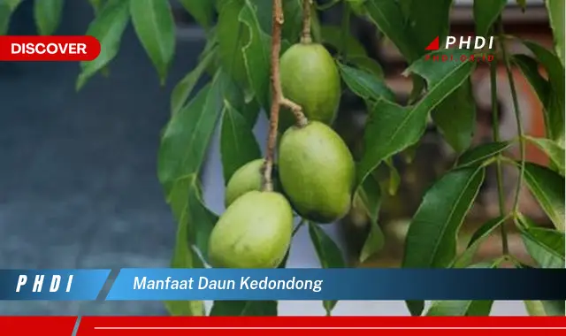 manfaat daun kedondong