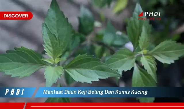 manfaat daun keji beling dan kumis kucing