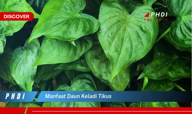 manfaat daun keladi tikus